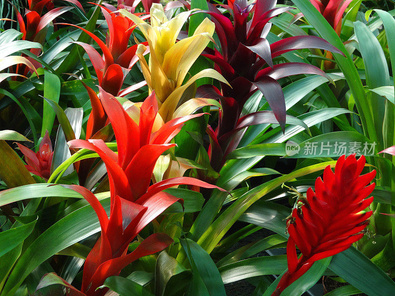 凤梨属植物，花红/黄/苞片，温室植物